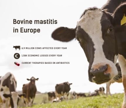 Mastercow - soluzione all'argento SynthAg per la mastite bovina