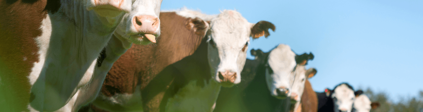 Prevenire la mastite nei bovini da latte